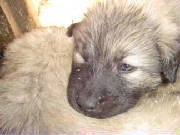 2007 Pup 1.jpg