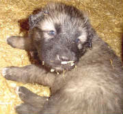 2007 Pup 4.jpg