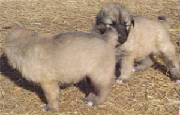 2007 Pup 9.jpg